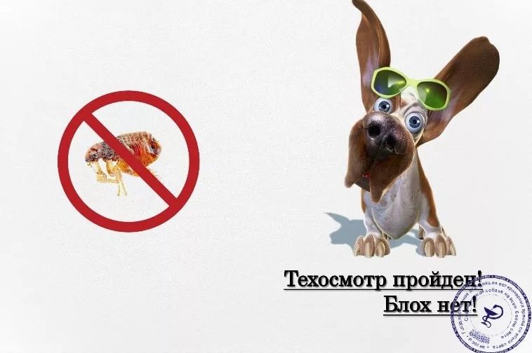 Ветпаспорт для собаки